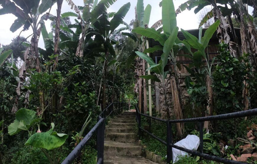 Ayahuasca Experience: Retiro de Meditación en Fusagasuga (5 razones para vivirlo)