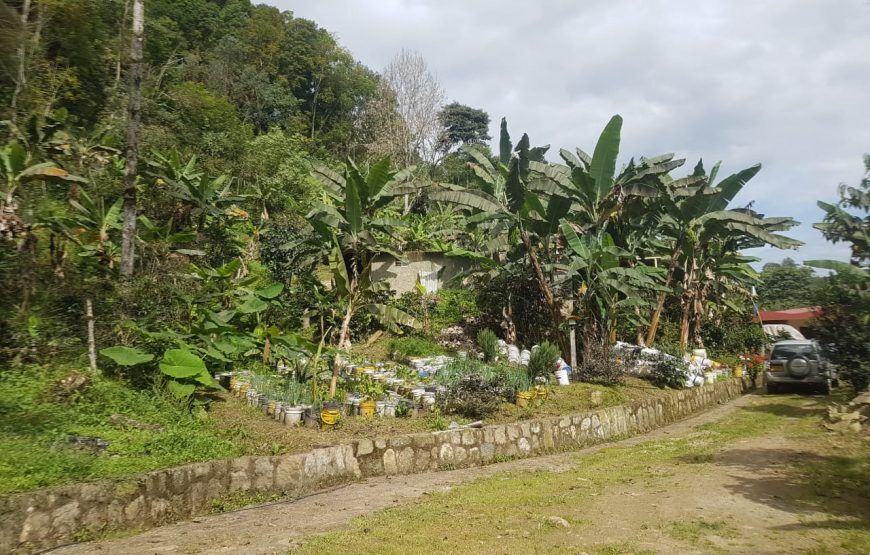Ayahuasca Experience: Retiro de Meditación en Fusagasuga (5 razones para vivirlo)