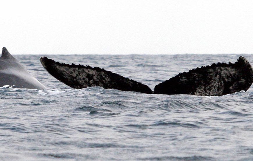 Avistamiento de Ballenas en Colombia | Tour Pacífico Colombiano 2026