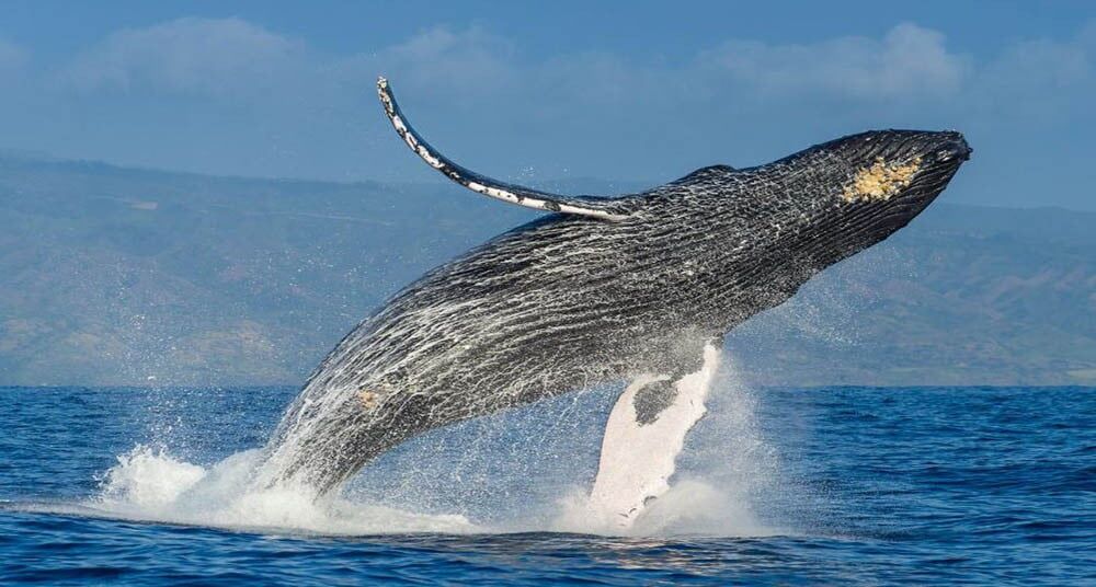 DÍA 3 Avistamiento de Ballenas