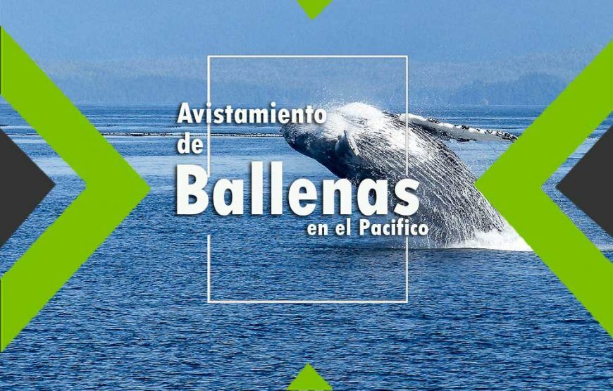 Avistamiento de Ballenas en el Océano Pacifico