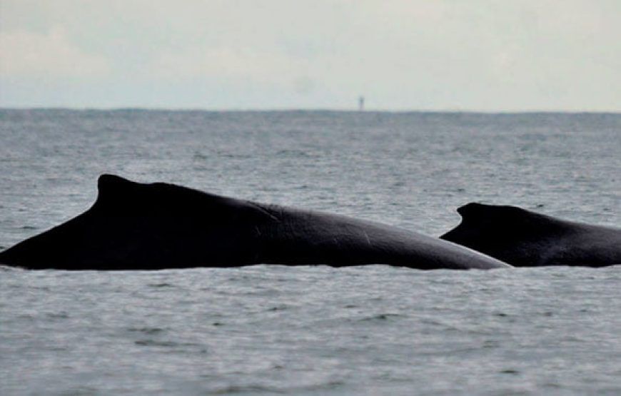 Avistamiento de Ballenas en el Océano Pacifico