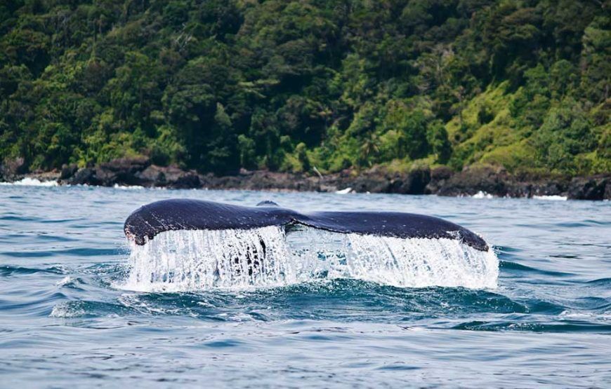 Avistamiento de Ballenas en el Océano Pacifico