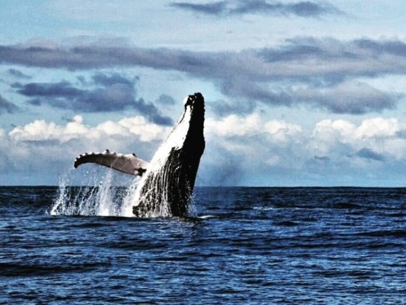 Avistamiento de Ballenas en Bahía Solano