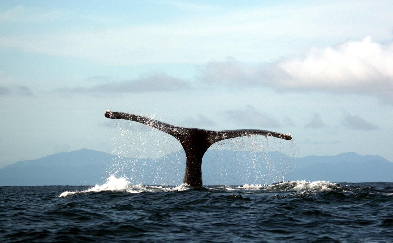 Avistamiento de Ballenas en Bahía Solano