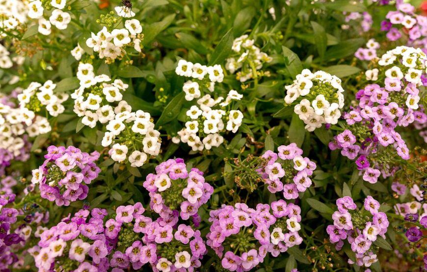 La Gloria Reserva Florestal – La Calera