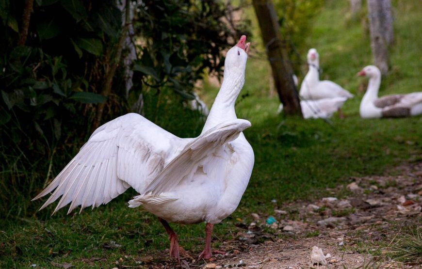 La Gloria Reserva Florestal – La Calera