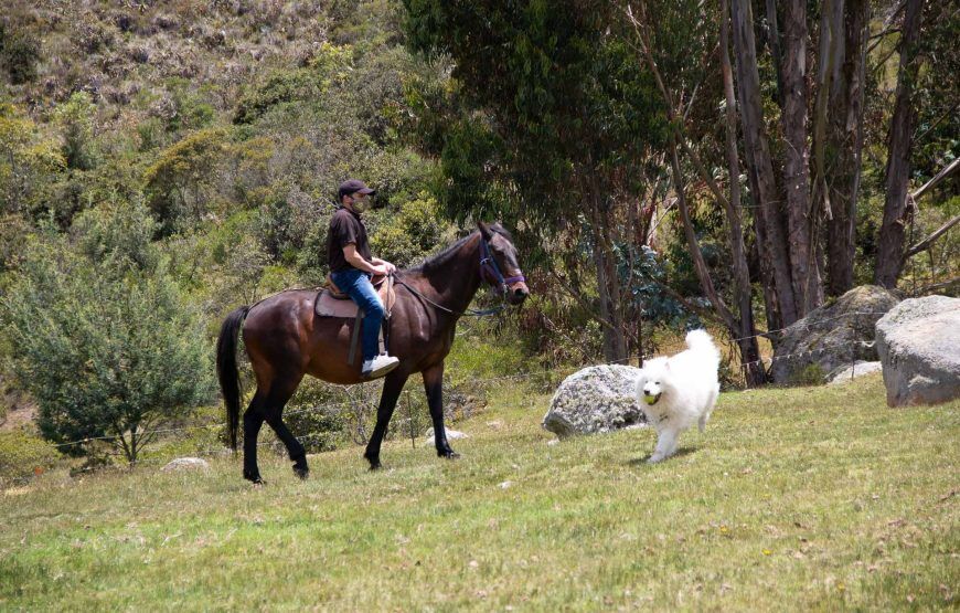 Savieza Life Experience – Adrenaline Colombia
