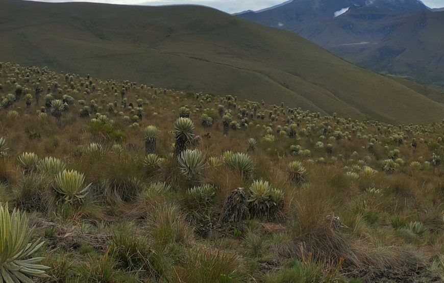 Expedición al Paramillo del Quindío