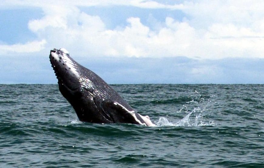 Avistamiento de Ballenas en Bahía Solano