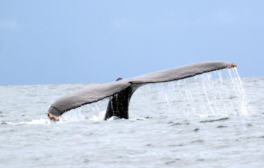 Avistamiento de Ballenas en Bahía Solano