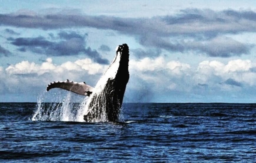 Avistamiento de Ballenas en Bahía Solano