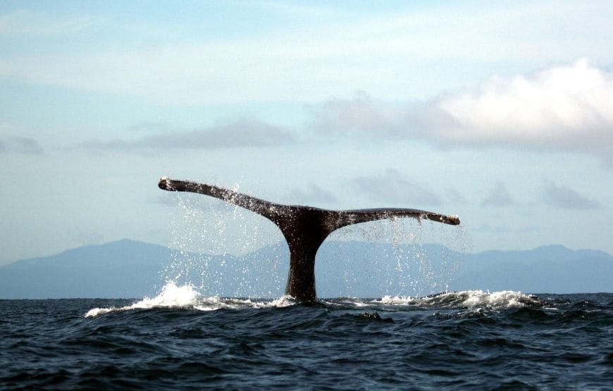 Avistamiento de Ballenas en Bahía Solano