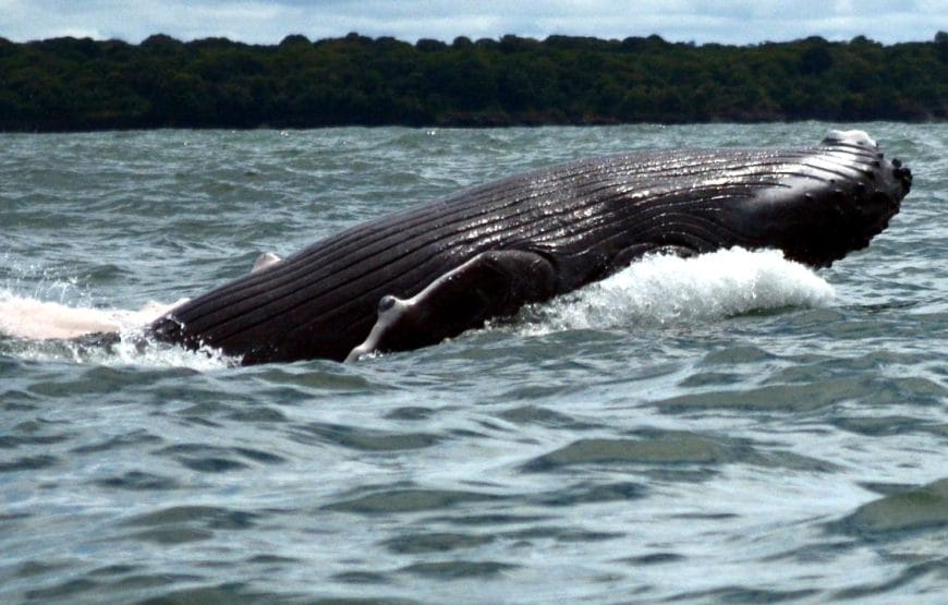 Avistamiento de Ballenas en Bahía Solano