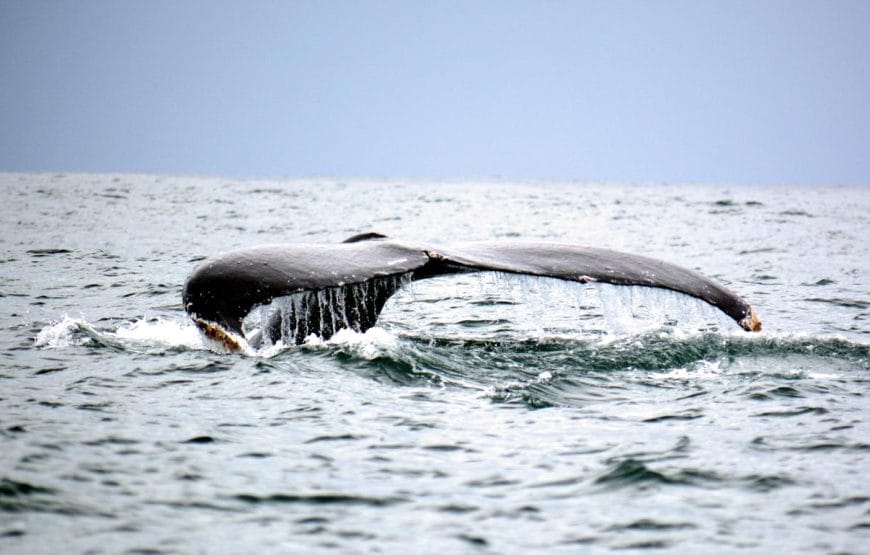 Avistamiento de Ballenas en Bahía Solano