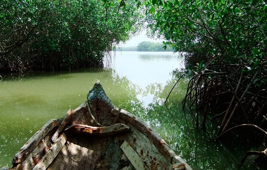 Tour y práctica de pesca en los Manglares, Cartagena (5 razones)