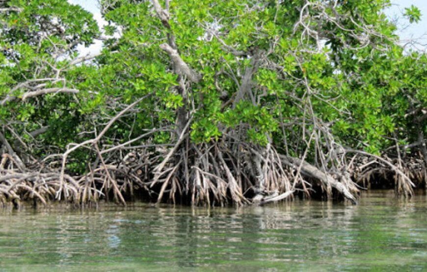 Tour y práctica de pesca en los Manglares, Cartagena (5 razones)