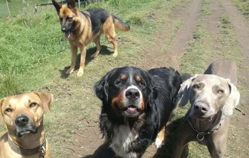Sasaima, un día de aventura con tu mascota