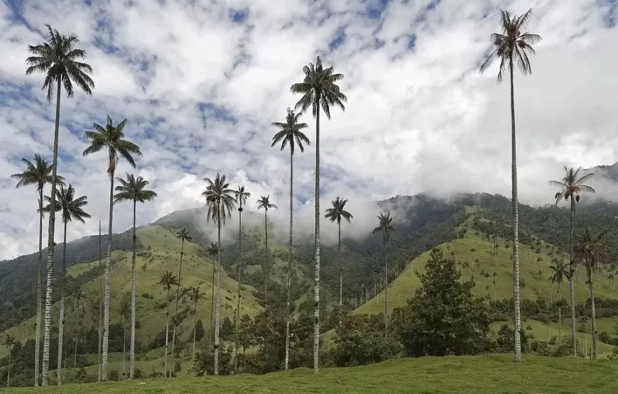 Expedición al Nevado del Tolima – Ruta Salento