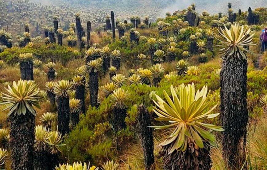 Tour Termales La Cabaña Murillo, Tolima